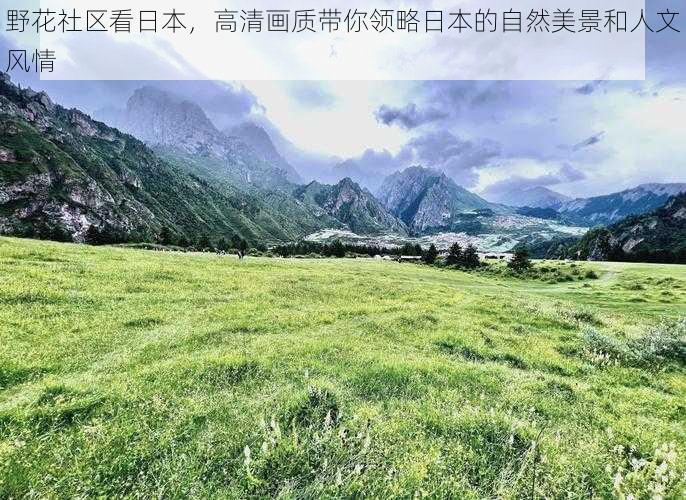 野花社区看日本,高清画质带你领略日本的自然美景和人文风情